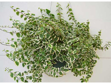 ����� �������� �������