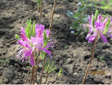 �������� (2).JPG