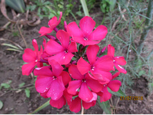 ����������� ���������.JPG