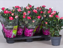 ���� ����� ����� (Rosa Patio Imola.)- 450 ���.