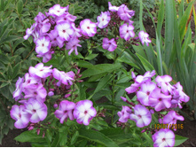 ����������� ������� ������� (2).JPG