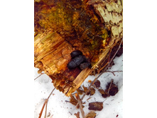 IMG 20170319 092943.jpg