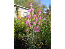 ���������� ���������� ���������.JPG