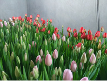 IMG 20170301 070351[1].jpg