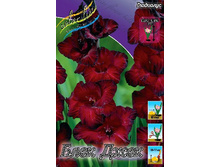 ���� ����.jpg