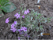 ������� ���������.JPG