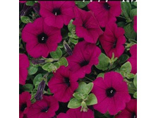 ������� Wave Purple Classic ������� 80�