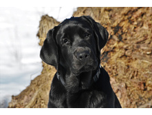 ���� ������� 5 ���