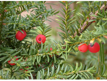 ���� �������+