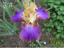 ���� ��������� ������ �����