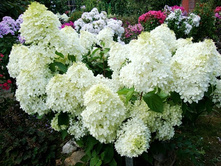 ��������� ����������� ������.jpg