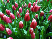 IMG 20170301 070308[1].jpg