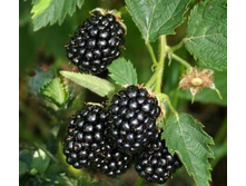 ������� ������.jpg