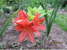 �������� (������ �������).JPG