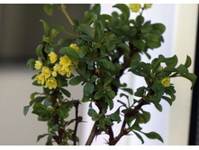 �������� thunb. Concorde