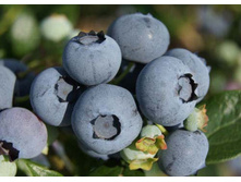 �������� �������.jpg