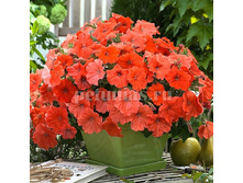 ������� African Sunset ������� 80�