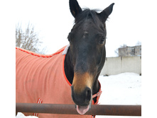 �������� )