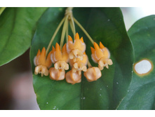 ���� ��������.JPG