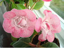 ��������� "���������" (������� ��������� ��������)