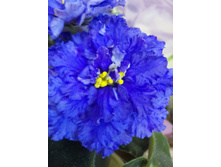 ��-��������