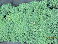 ������ ���������.JPG