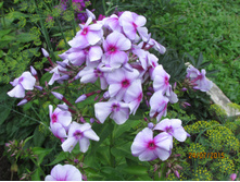 ����������� �������.JPG