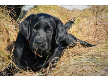 ���� ��� 5 ���