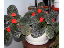 ������� Tiger Stripe.jpg