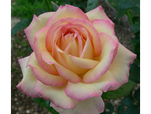 ����� 175�