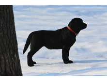 ���� ��� 5 ���