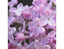 ������ ������������ �������.jpg