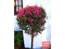 ������������ (Leptospermum)