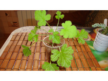 ���������� Attar off Rose(��������)