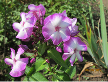 ����������� ������� �������.JPG