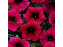 NEW ������� Shock Wave Deep Purple ������� 80�