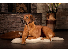 BISKO Premium/����� �������