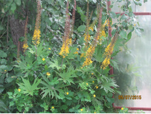 ��������� �������������.JPG