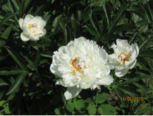 ���� ������������.JPG