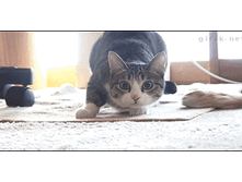 ����� �������. ���� ���������