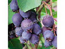 ���� ���������.jpg