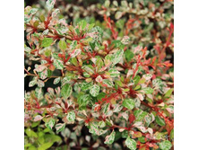 �������� �������� ������.jpg