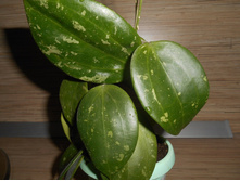 macrophylla splash.
