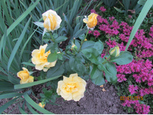 ���� ������.JPG