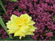 ������ ������.JPG