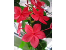 ��������� (��������) ������� (���� ����) - �/� 100 ���.