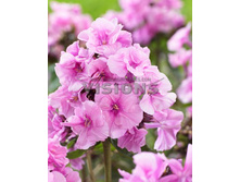 ����� �������.jpg