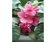 ������� �������� ������ "�����-�������", ���������� �������