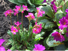 ����� Gigas (3).JPG