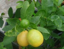 ��������� (��������).jpg